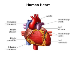 Human heart image