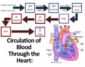 Blocked Heart Artery And Heart Disease FAQs
