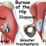 Hip joint