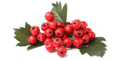 Hawthorn berry