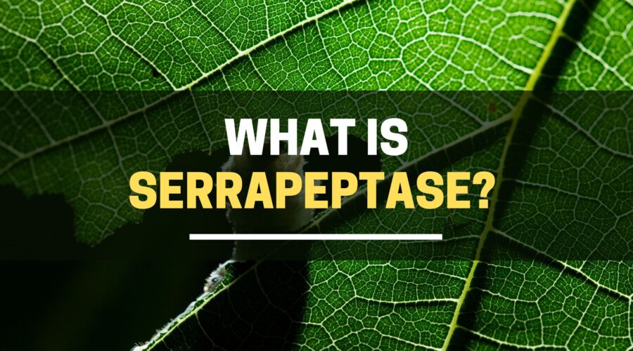 What is serrapeptase